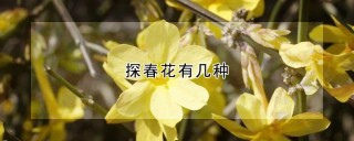 探春花有几种,第1图