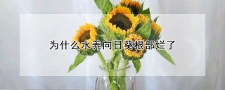 为什么水养向日葵根部烂了,第1图