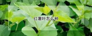 红薯叶怎么种,第1图