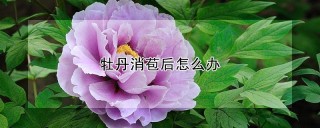 牡丹消苞后怎么办,第1图