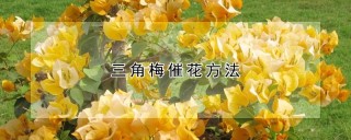 三角梅催花方法,第1图