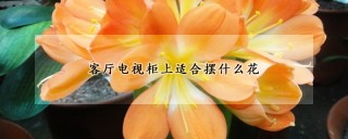 客厅电视柜上适合摆什么花,第1图