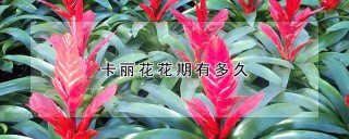 卡丽花花期有多久,第1图