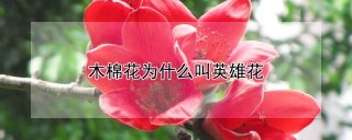 木棉花为什么叫英雄花,第1图