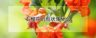 石榴花的形状像什么,第1图