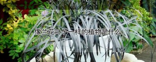 像兰花叶子一样的植物是什么,第1图