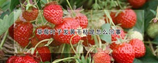 草莓叶子发黄干枯是怎么回事,第1图