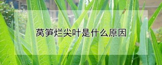 莴笋烂尖叶是什么原因,第1图