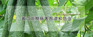 黄瓜苗期病害图谱和防治,第1图