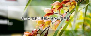 虎头兰花怎么养殖方法和注意事项,第1图