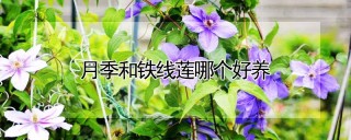 月季和铁线莲哪个好养,第1图