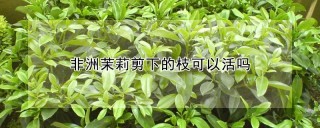 非洲茉莉剪下的枝可以活吗,第1图