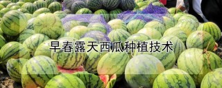 早春露天西瓜种植技术,第1图