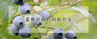 蓝莓扦插时间和方法,第1图