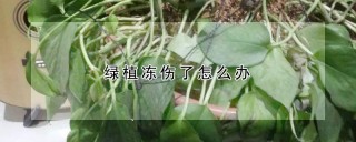 绿植冻伤了怎么办,第1图