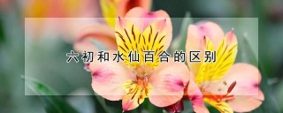 六初和水仙百合的区别,第1图