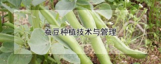 蚕豆种植技术与管理,第1图