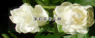 茉莉花有几种,第1图