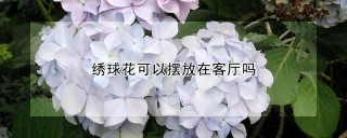 绣球花可以摆放在客厅吗,第1图