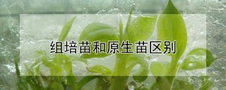 组培苗和原生苗区别,第1图