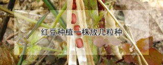 红豆种植一株放几粒种,第1图