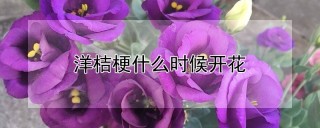 洋桔梗什么时候开花,第1图