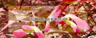 红枫几月份长新叶子,第1图