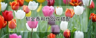 郁金香和什么花搭配,第1图