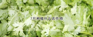 7月种植什么农作物,第1图