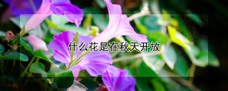 什么花是在秋天开放,第1图