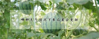 哪种天气情况下养瓜果会更甜,第1图