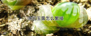 冰灯玉露怎么繁殖,第1图