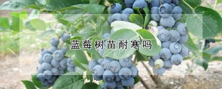 蓝莓树苗耐寒吗,第1图