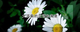 大滨菊的花语和寓意,第1图