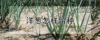 洋葱怎样留种,第1图