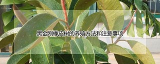 黑金刚橡皮树的养殖方法和注意事项,第1图