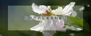 白色芍药花寓意和象征,第1图