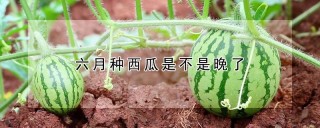 六月种西瓜是不是晚了,第1图