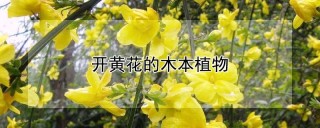 开黄花的木本植物,第1图