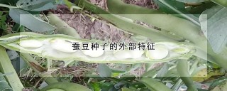 蚕豆种子的外部特征,第1图