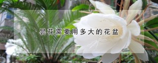 昙花需要用多大的花盆,第1图