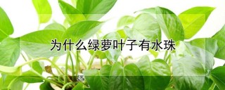 为什么绿萝叶子有水珠,第1图