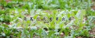 茼蒿几天发芽出苗,第1图