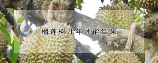 榴莲树几年才能结果,第1图