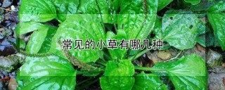 常见的小草有哪几种,第1图