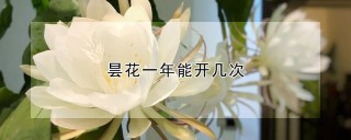 昙花一年能开几次,第1图