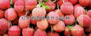 红色的荔枝是什么品种,第1图