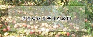 苹果树落果是什么原因,第1图