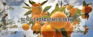 如何让柑橘幼树多抽稍,第1图