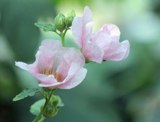 芙蓉花的作用，盘点芙蓉花六大作用,第3图